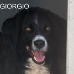 6 giugno 2015 579