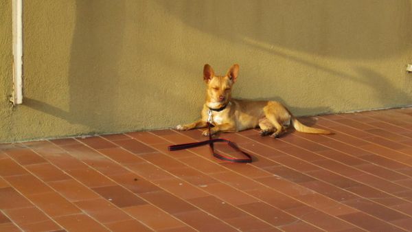 Brigitta