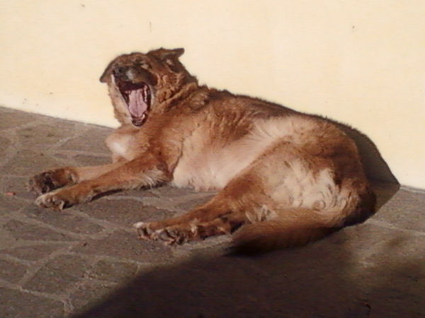 Re Artu' 03