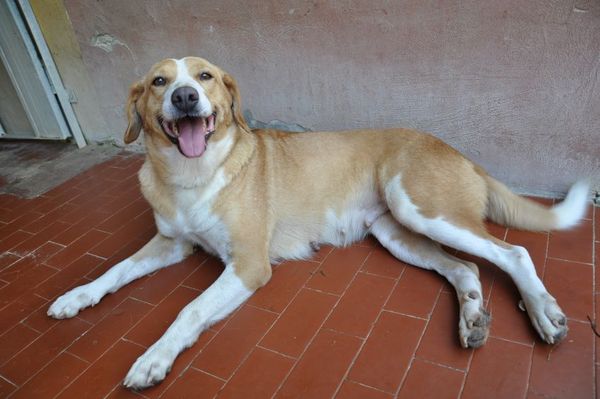 Stellina 04