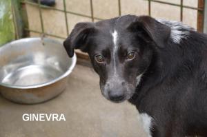 GINEVRA 30 CON NOME
