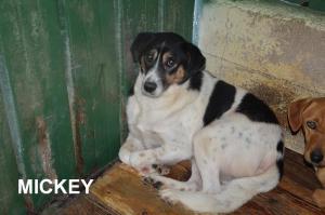 MICKEY 30