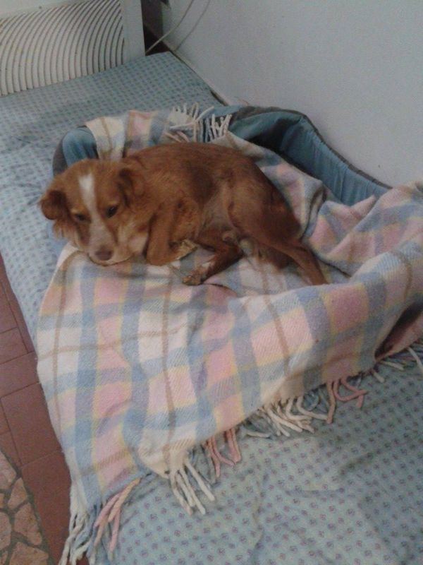 Miguelit 02a