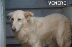 VENERE 40