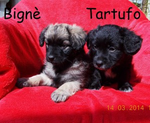 BIGNE' E TARTUFO3