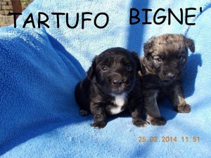 BIGNETARTUFO