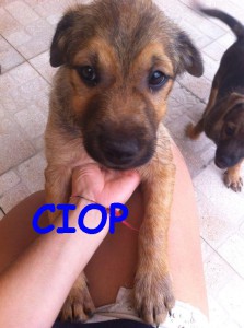 CIOP1 (4)