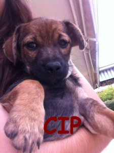CIP1 (3)