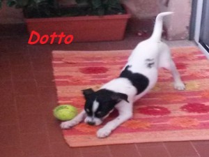 Dotto