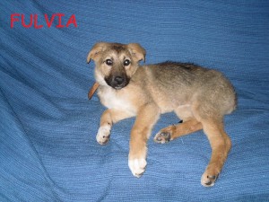 FULVIA2