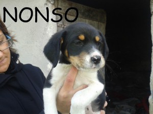 NONSO