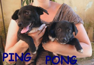 PINGPONG (1)