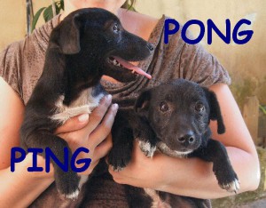 PINGPONG (2)
