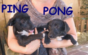 PINGPONG