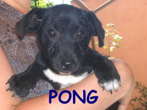 PONG