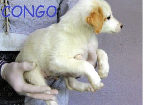 congo