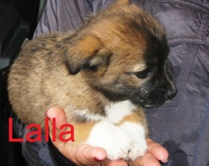 lalla-300x238