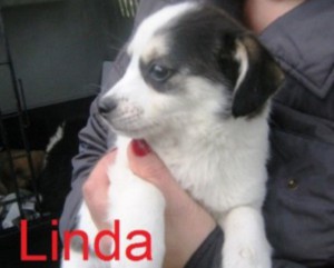 linda-300x254