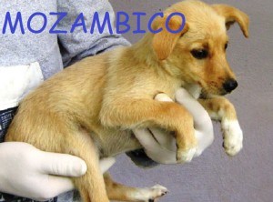 mozambico