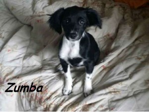 zumba