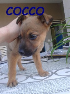 COCCO