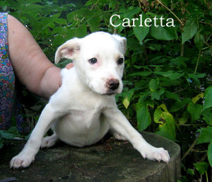 Carletta 02