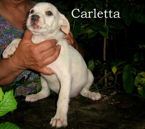 Carletta 03