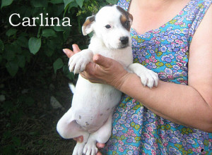 Carlina 01