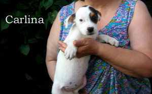 Carlina 03