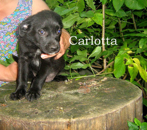 Carlotta 01
