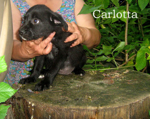 Carlotta 02