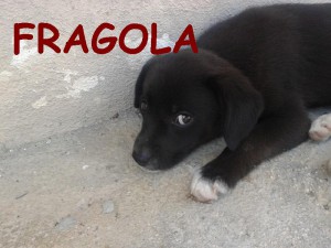 FRAGOLA