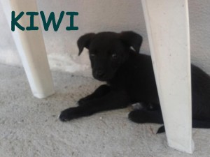 KIWI