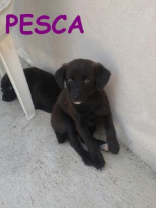 PESCA
