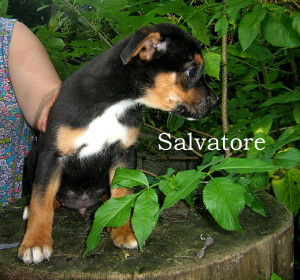 Salvatore 01