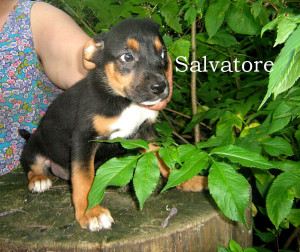 Salvatore 02
