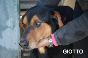 GIOTTO 43 CON NOME