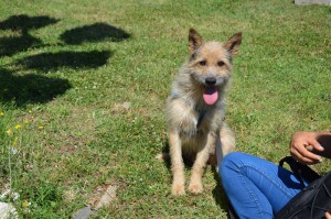 MARTINO 1
