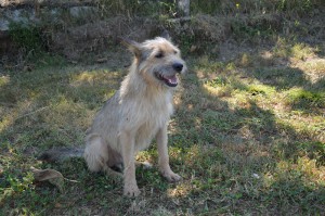 MARTINO 15 (Copia)