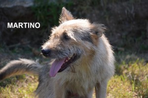 MARTINO 17 (Copia)