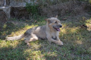 MARTINO 18 (Copia)