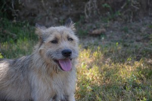 MARTINO 20 (Copia)