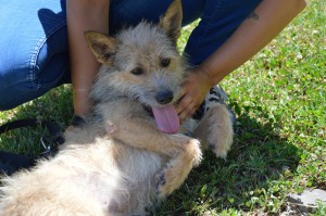 MARTINO