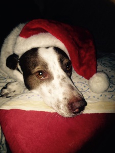 natale 25015