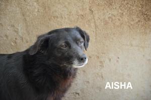 AISHA 30 CON NOME
