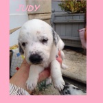 JUDY