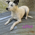 Lena