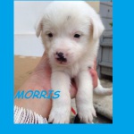 MORRIS