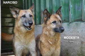 NARCISO E MODESTA