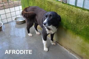 AFRODITE CON NOME